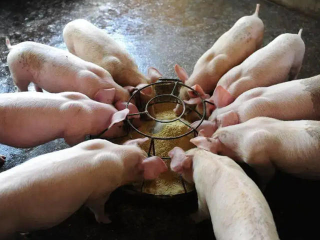 冬季養豬