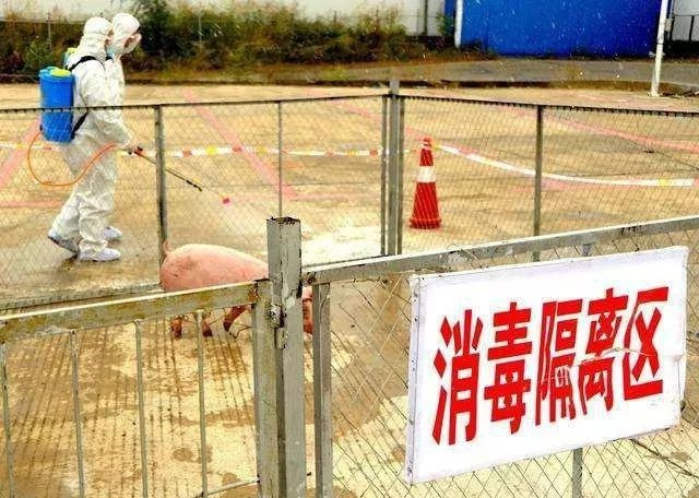 非洲豬瘟防控措施