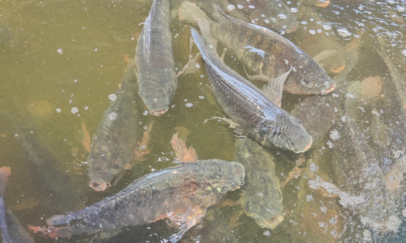 水生動(dòng)物營(yíng)養學(xué)特征,