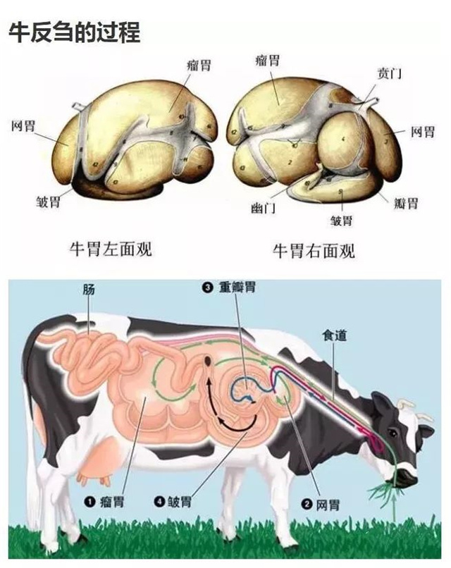 飼料添加劑