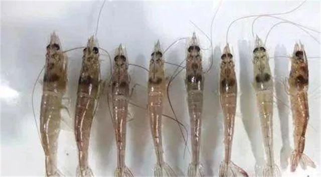 預防對蝦應激