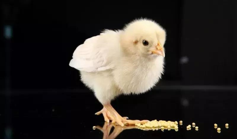飼料添加劑