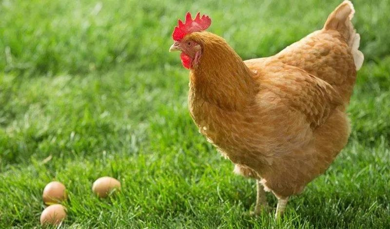飼料添加劑