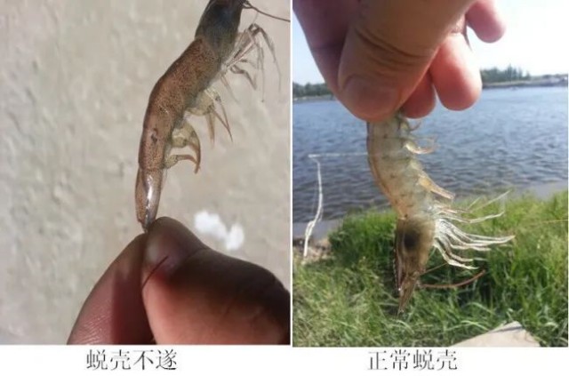 對蝦脫殼不遂怎么辦