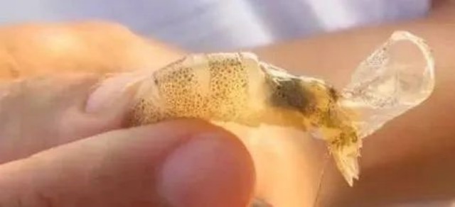 對蝦脫殼不遂怎么辦