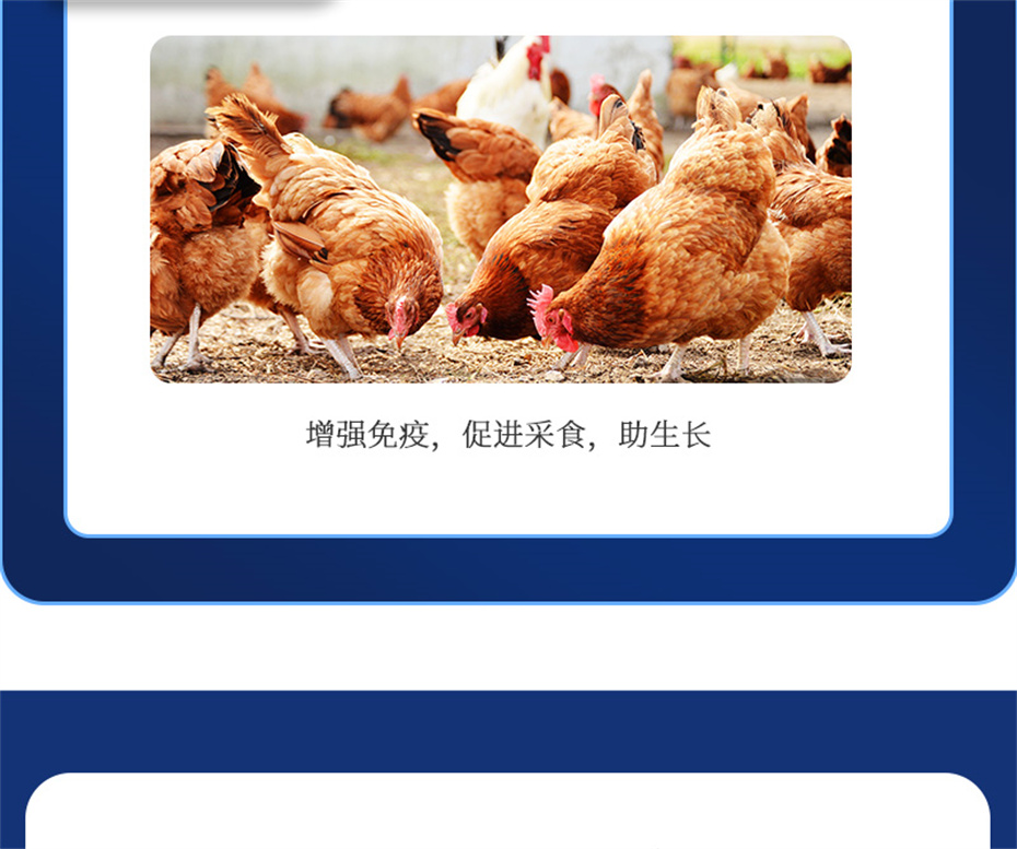 吉隆達動(dòng)保禽飼料添加劑健立血禽產(chǎn)品介紹