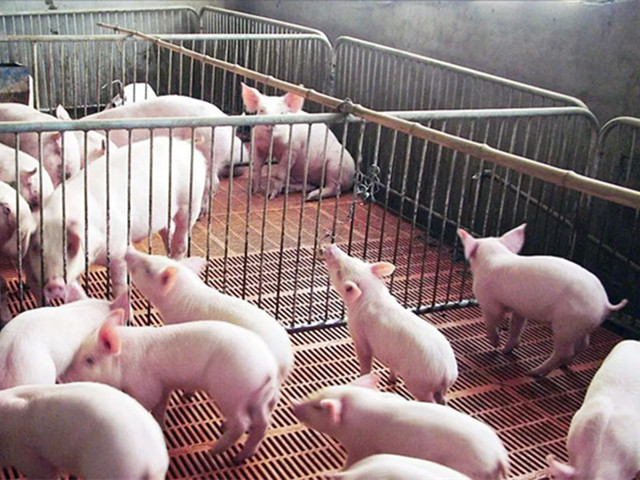 養豬注意這些問(wèn)題