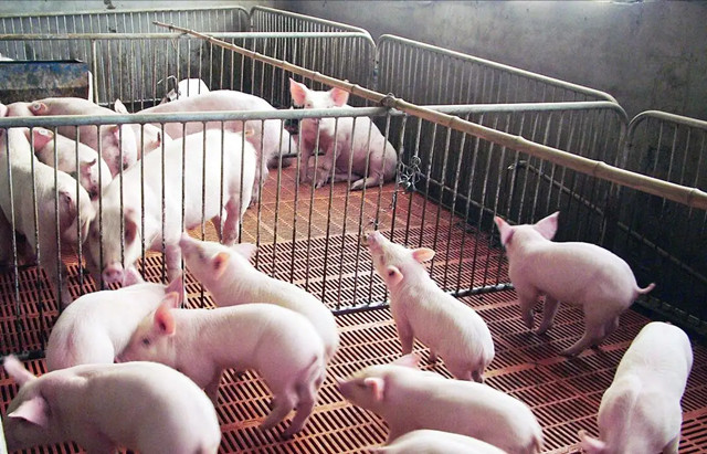 養豬注意這些問(wèn)題
