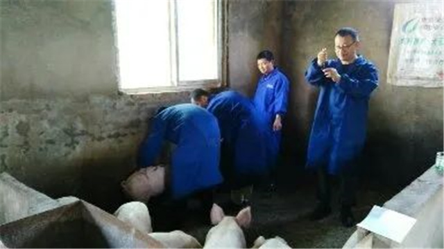 豬飼料添加劑