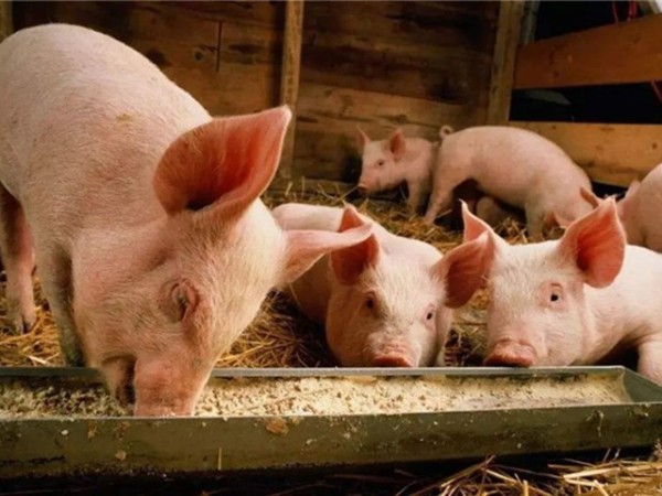 豬飼料添加劑