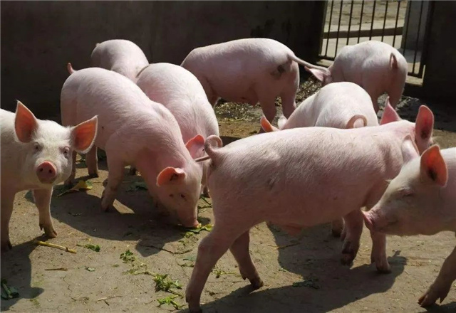 豬飼料添加劑