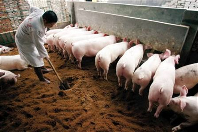 為什么養豬要用飼料添加劑