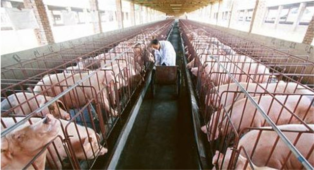為什么養豬要用飼料添加劑