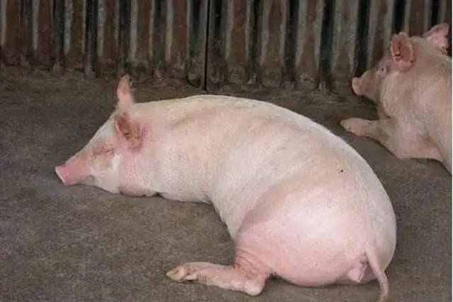 母豬不食