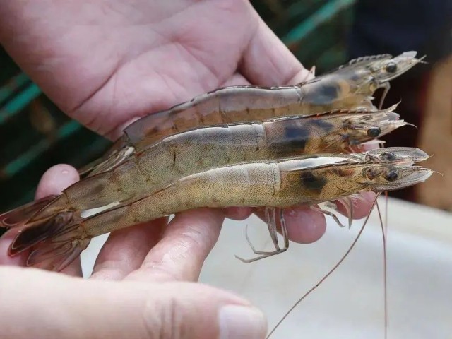 微量元素缺乏對對蝦的影響