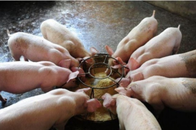 常用豬飼料添加劑