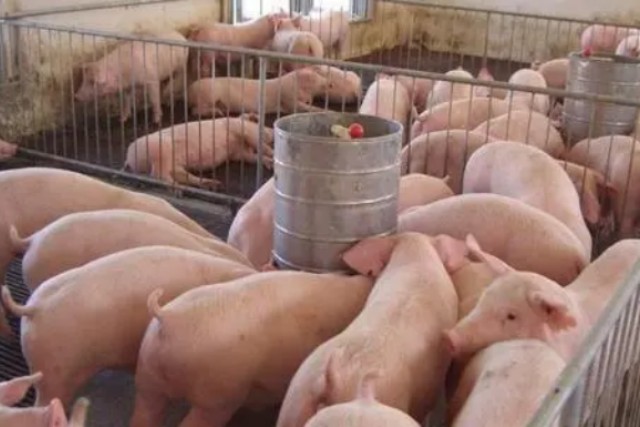 常用豬飼料添加劑