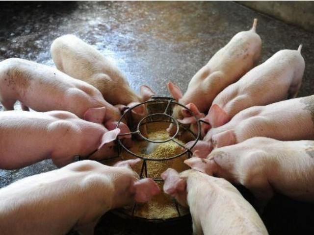 常用豬飼料添加劑
