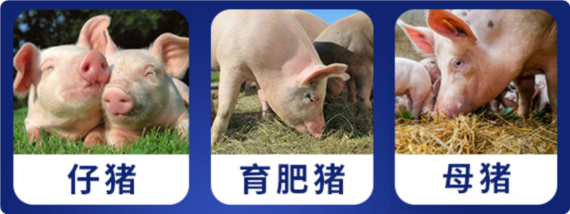養豬催肥吉隆達肥豬王