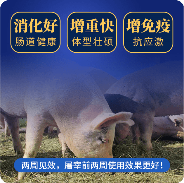 肥豬王催肥效果
