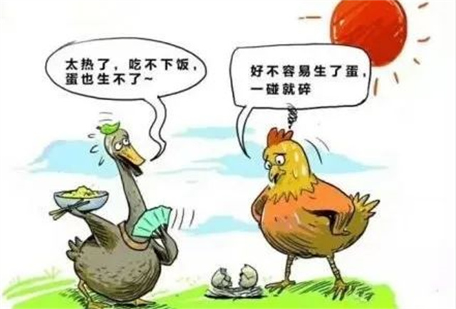 家禽熱應激的危害