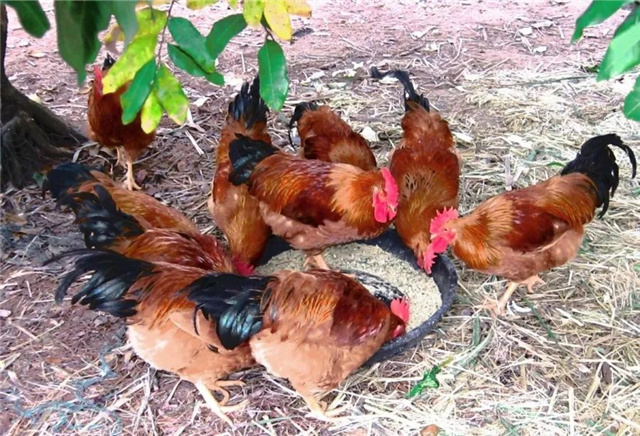 飼料添加劑