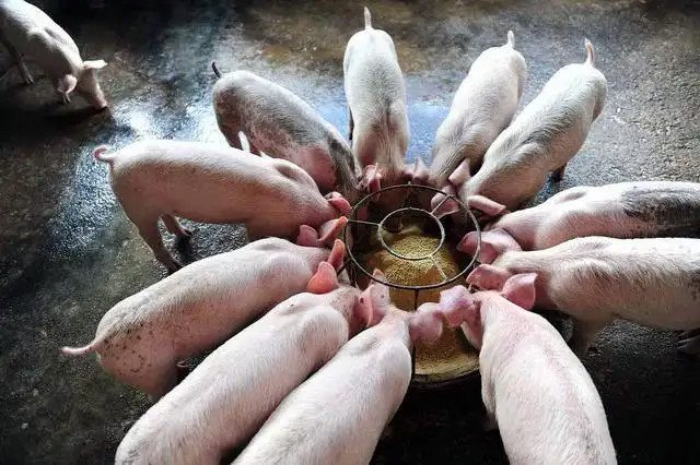 飼料添加劑