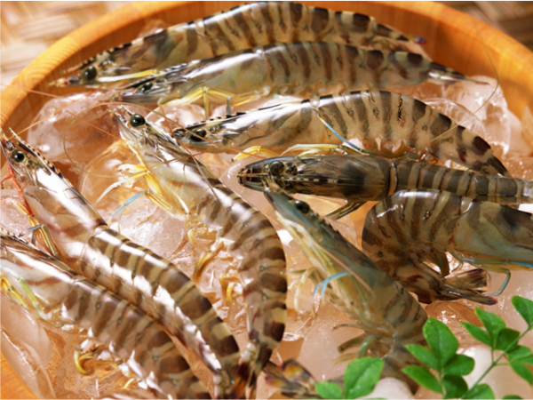 水產(chǎn)養殖丨對蝦蛻殼不遂問(wèn)題