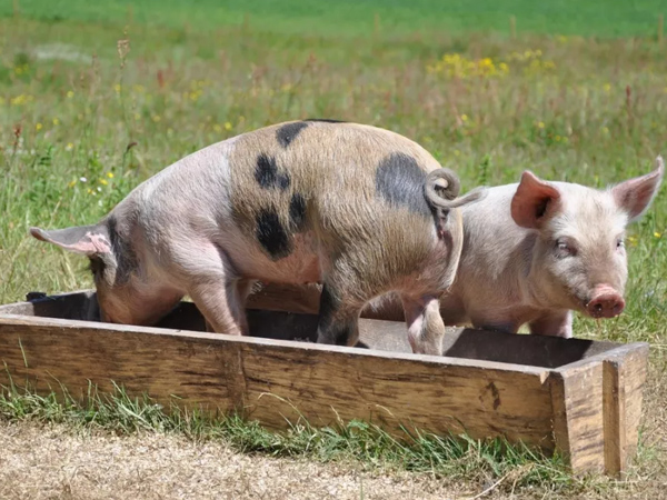 微量元素添加劑飼料在后代發(fā)育中還有這樣的作用！