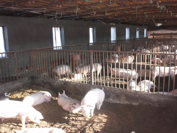 如何做好生長(cháng)肥育豬的飼養管理？豬微量元素預混合飼料來(lái)幫您