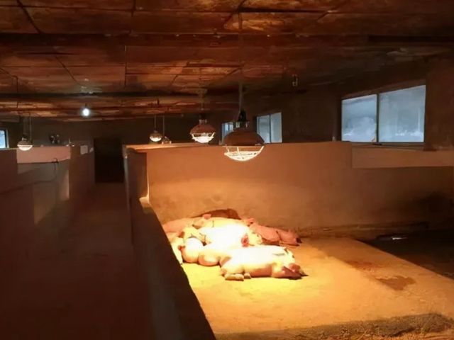 冬季養豬