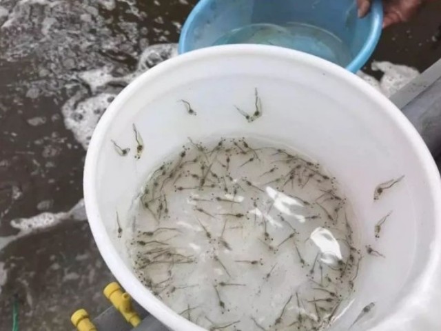對蝦存活率不高怎么辦