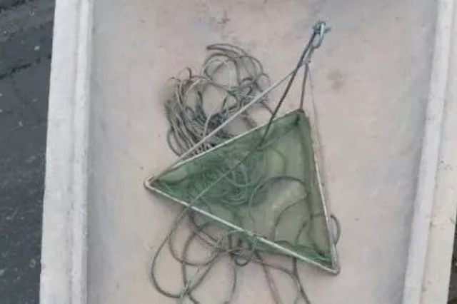 對蝦存活率不高怎么辦