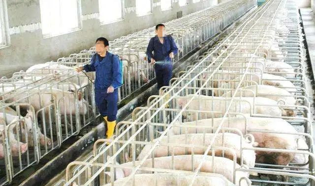 冬季密封養豬舍的環(huán)境控制