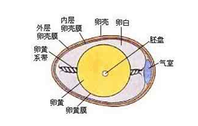 雞蛋結構