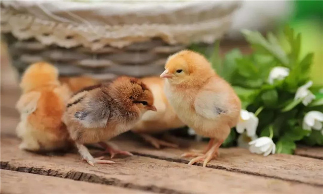 飼料添加劑