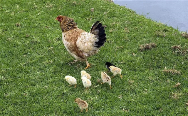 飼料添加劑