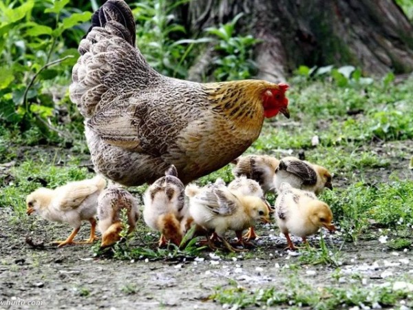 飼料添加劑