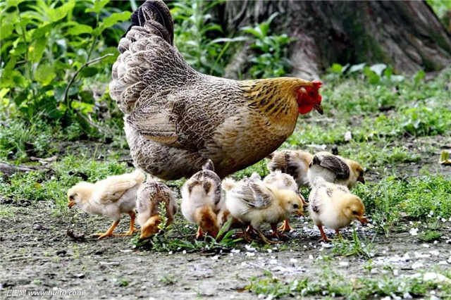 飼料添加劑