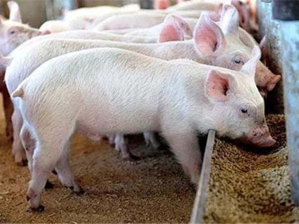 豬飼料添加劑
