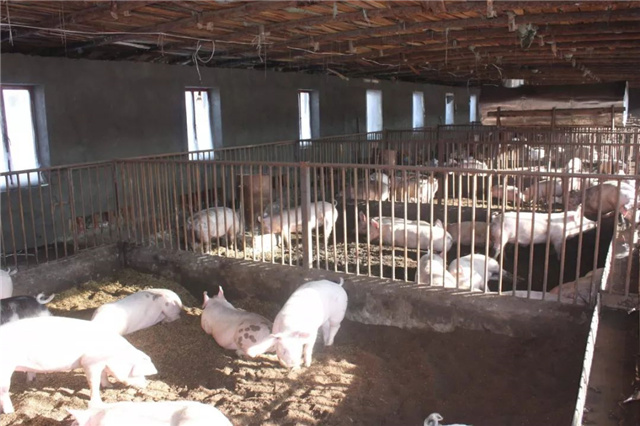 豬飼料添加劑