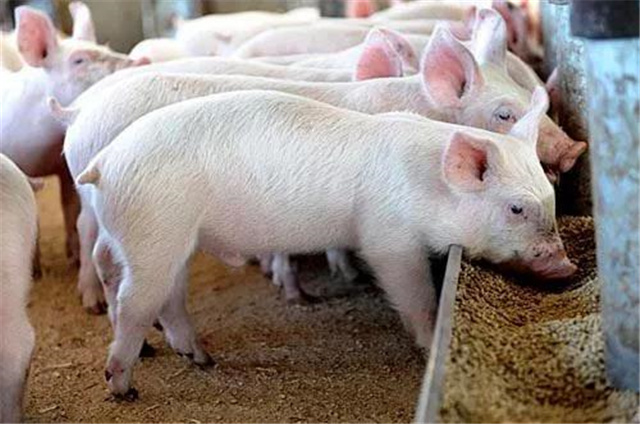 豬飼料添加劑