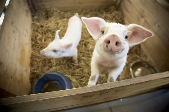 豬飼料添加劑