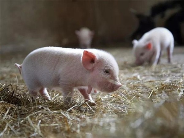豬飼料添加劑