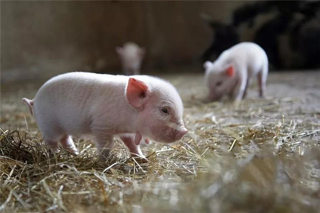 豬飼料添加劑