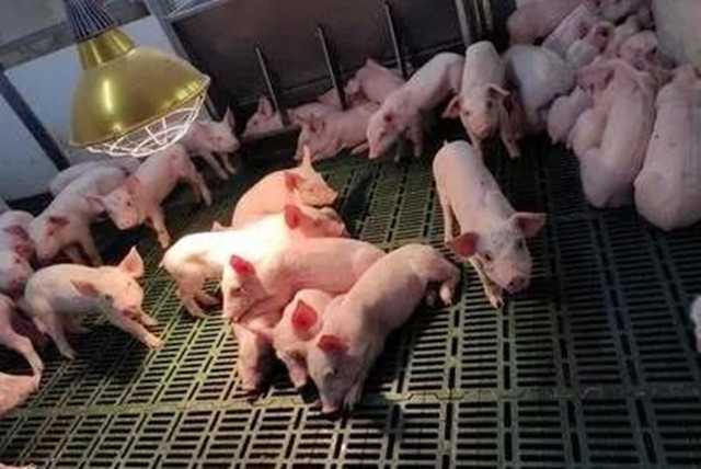 秋季養豬