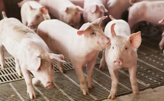 養豬要用飼料添加劑嗎