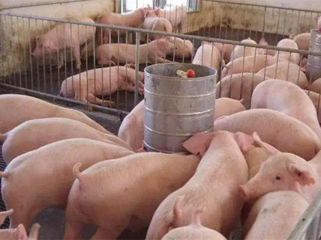 豬飼料添加劑類(lèi)型