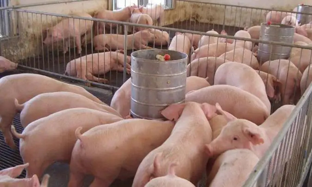 飼料添加劑的類(lèi)型