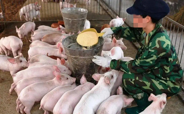 養豬效益低怎么辦